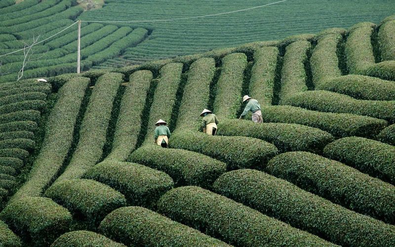 豆角刚出来打什么除草剂 豆角刚长出来打什么药