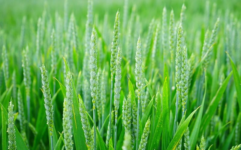 阿维菌素杀虫机理 阿维菌素可以防治什么害虫，或许96%种植户不懂