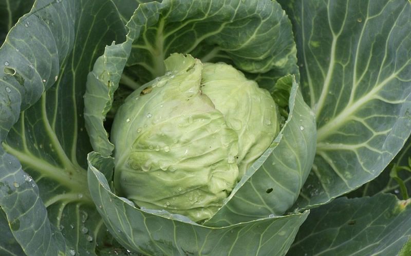 用什么除草剂除牛筋草好 用什么除草剂除牛筋草好用