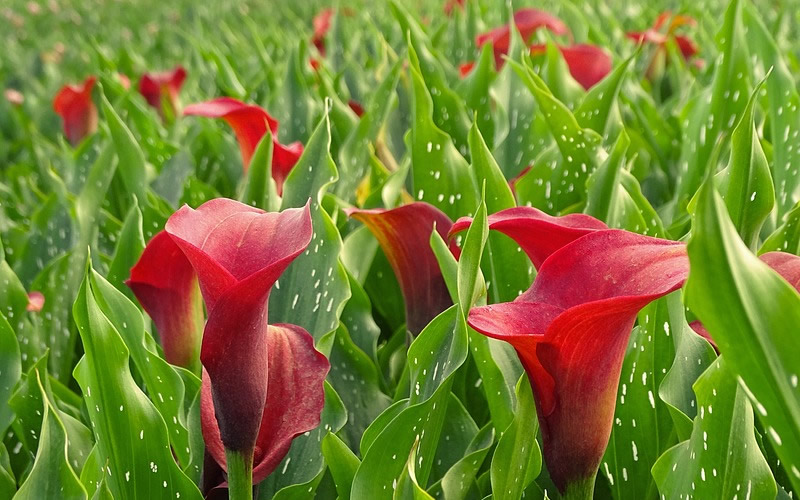 黄桃什么季节成熟在几月份成熟上市富经