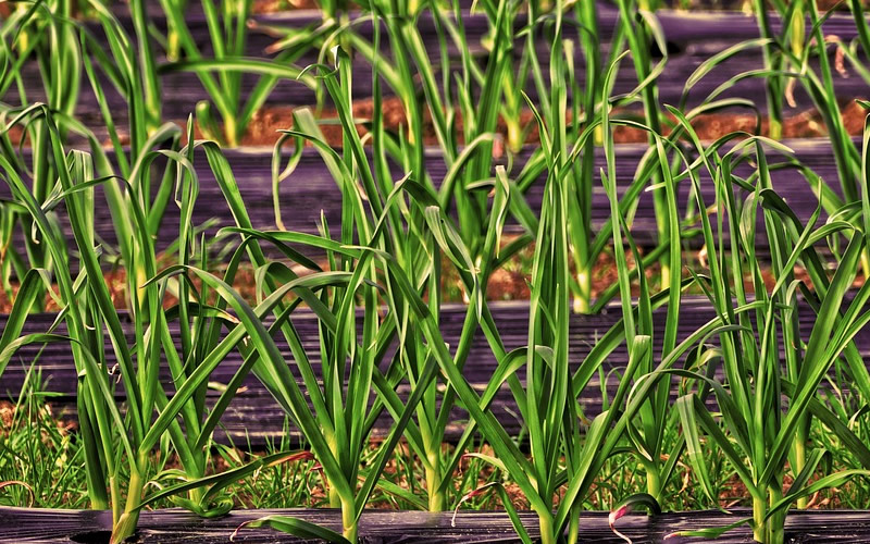 防治油菜病害英文 防治油菜病害英文怎么说