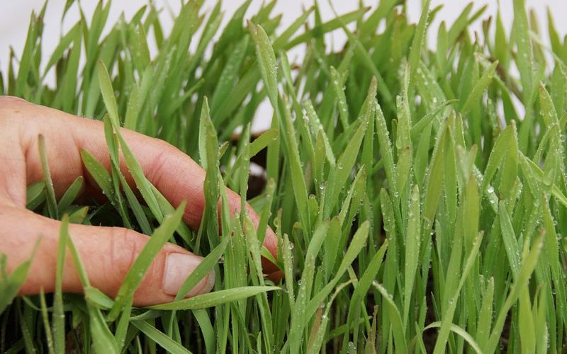 黄粉虫真正的利润 养50斤黄粉虫一年能赚多少