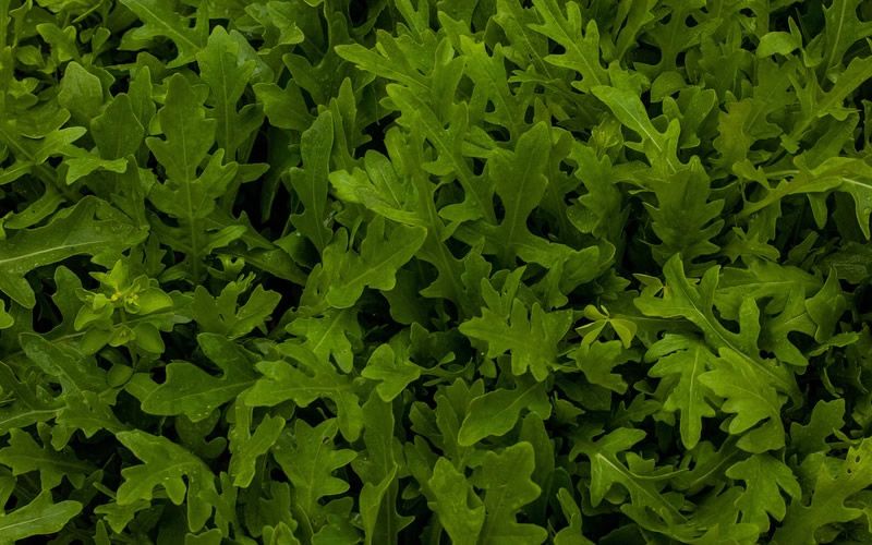 除草剂可以加尿素吗 除草剂可以加尿素吗先打除草剂还是芸苔素